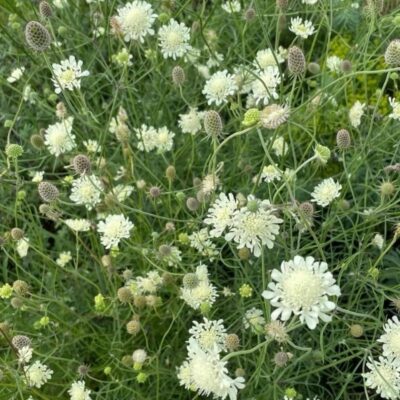 Driakiew żółta miniaturka 2