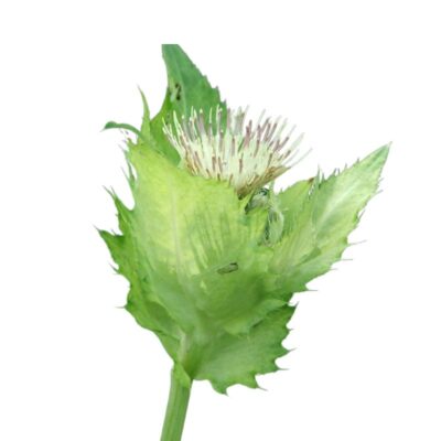 Ostrożeń warzywny miniaturka 1