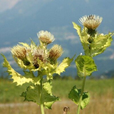 Ostrożeń warzywny miniaturka 2