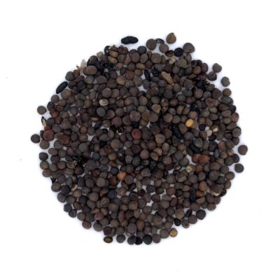 Wilżyna ciernista miniaturka 2