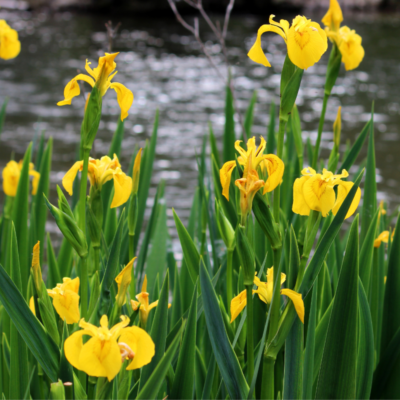 Kosaciec żółty miniaturka 2