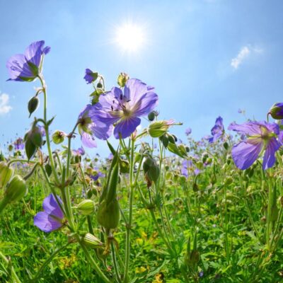 Łąka na wilgotne tereny wieloletnia miniaturka 2