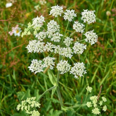 Barszcz zwyczajny miniaturka 2