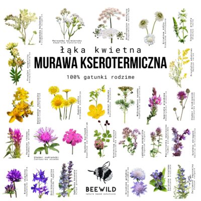 Murawa kserotermiczna miniaturka 5