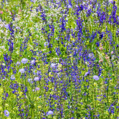 Murawa kserotermiczna miniaturka 3