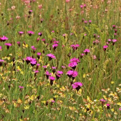 Murawa kserotermiczna miniaturka 2