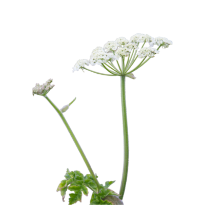 Barszcz zwyczajny miniaturka 1