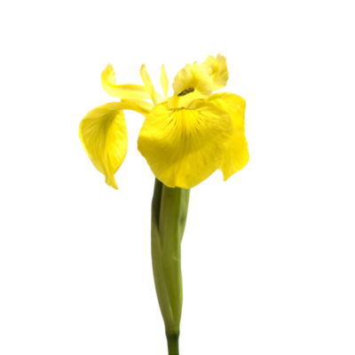 Kosaciec żółty miniaturka 1