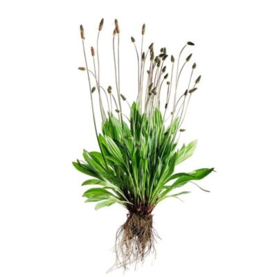 Babka lancetowata miniaturka 3