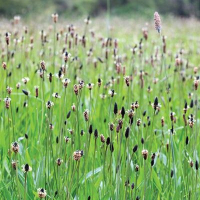 Babka lancetowata miniaturka 2