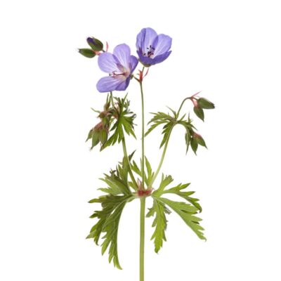 Bodziszek łąkowy miniaturka 1