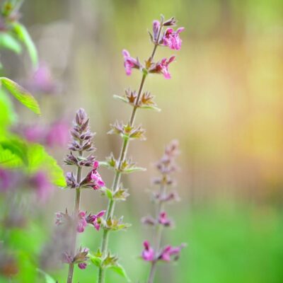 Czyściec leśny miniaturka 2