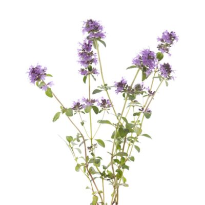 Macierzanka zwyczajna miniaturka 1