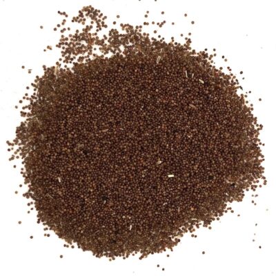 Macierzanka zwyczajna miniaturka 2