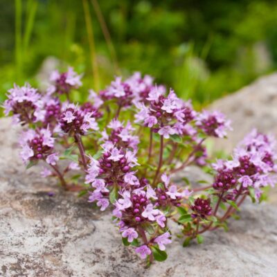 Macierzanka zwyczajna miniaturka 3