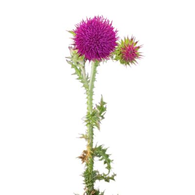 Oset zwisły miniaturka 1