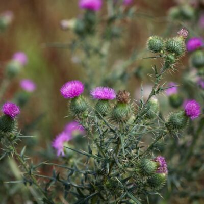 Ostrożeń głowacz miniaturka 2