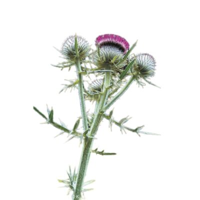 Ostrożeń głowacz miniaturka 1