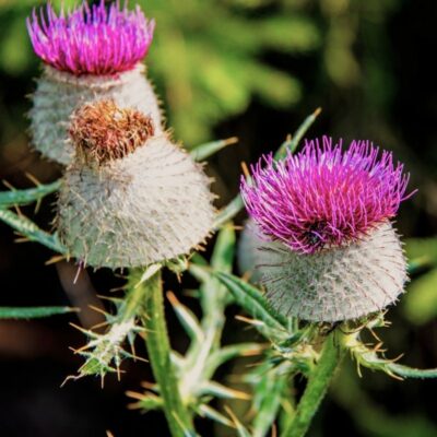 Ostrożeń głowacz miniaturka 3