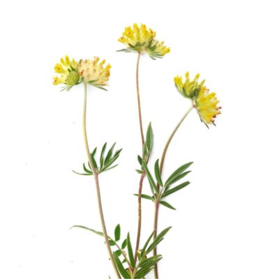 Przelot pospolity miniaturka 1