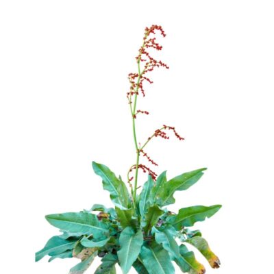 Szczaw zwyczajny miniaturka 1