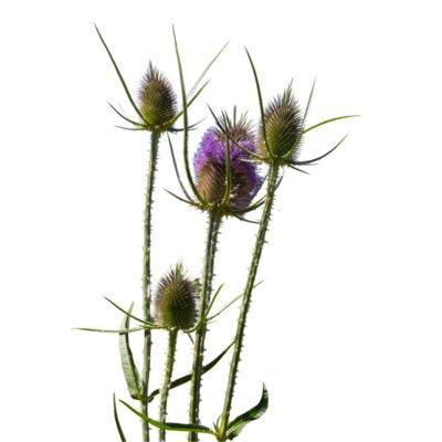 Szczeć pospolita miniaturka 1