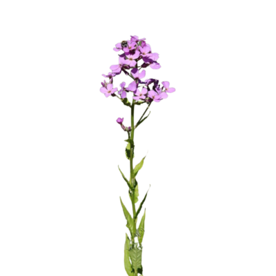 Wieczornik damski miniaturka 1