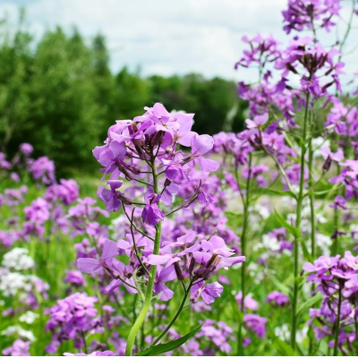 Wieczornik damski miniaturka 2