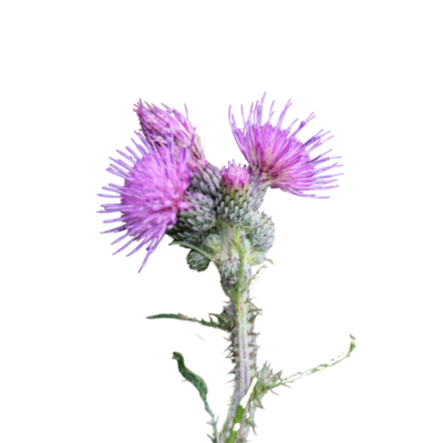 Ostrożeń błotny miniaturka 1