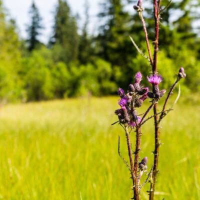 Ostrożeń błotny miniaturka 2