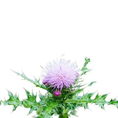 Ostrożeń krótkołodygowy miniaturka 1