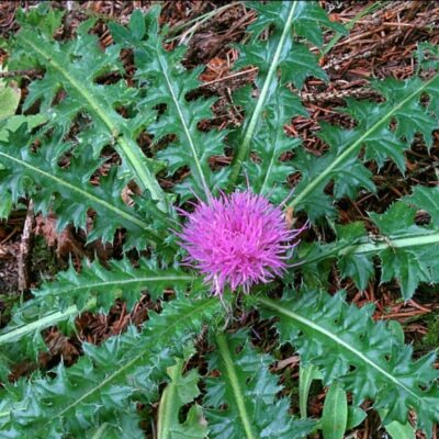 Ostrożeń krótkołodygowy miniaturka 2