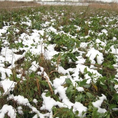 Mieszanka ochronno-żerowa WSM 1 ® miniaturka 4