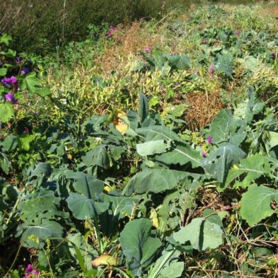 Mieszanka ochronno-żerowa WSM 1 ® miniaturka 3