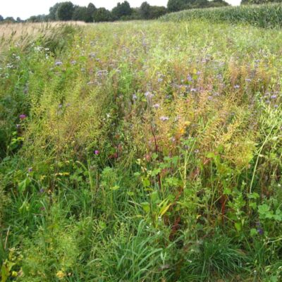 Mieszanka ochronno-żerowa WSM 1 ® miniaturka 2