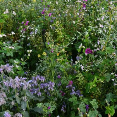 Mieszanka ochronno-żerowa WSM 1 ® miniaturka 1