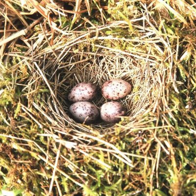 Mieszanka ochronno-żerowa WSM 2 ® miniaturka 3