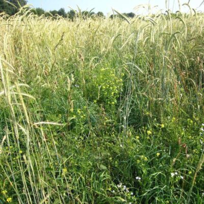 Mieszanka ochronno-żerowa WSM 2 ® miniaturka 2