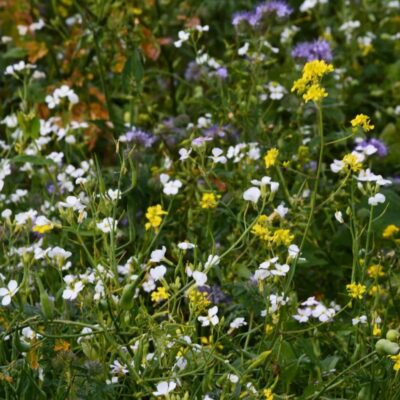 Mieszanka ochronno-żerowa WSM 2 ® miniaturka 1