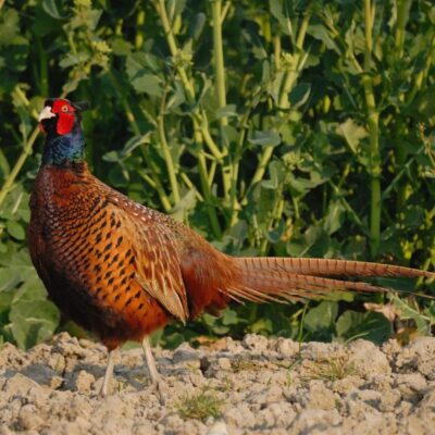 Mieszanka dla polnych kuraków „Czar Kwiatów”® miniaturka 1