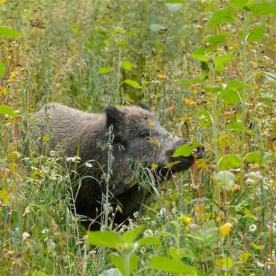 Mieszanka na poletka zaporowe dla dzików „Niklas”® miniaturka 1