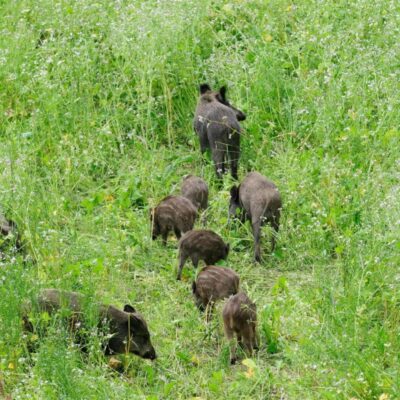 Mieszanka na poletka zaporowe dla dzików „Niklas”® miniaturka 2