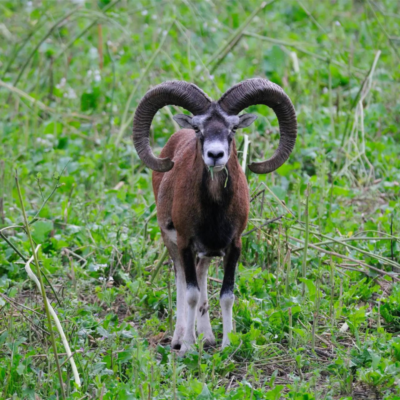 Mieszanka żerowa na jesień i zimę ® miniaturka 1