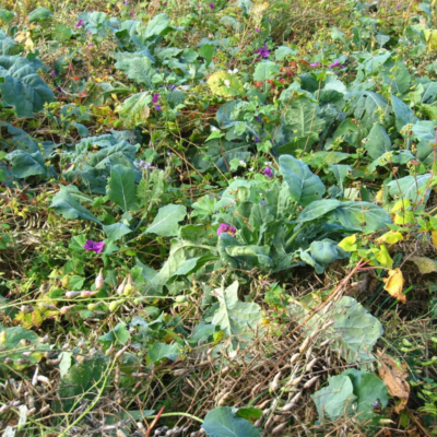 Mieszanka żerowa na jesień i zimę ® miniaturka 3