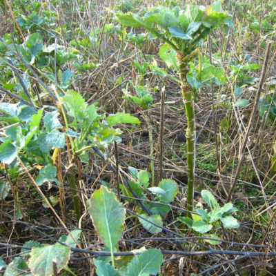 Mieszanka żerowa na jesień i zimę ® miniaturka 4