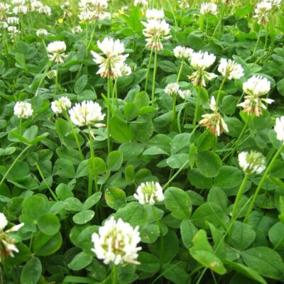 Mieszanka Pionierska ® miniaturka 2