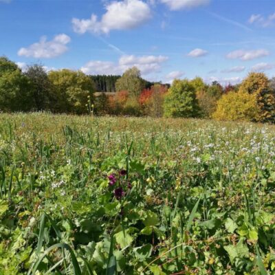 Mieszanka Pionierska ® miniaturka 1