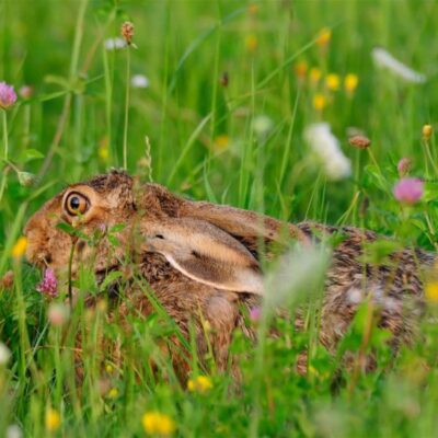 Mieszanka „Zajęcza Apteka” ® miniaturka 1
