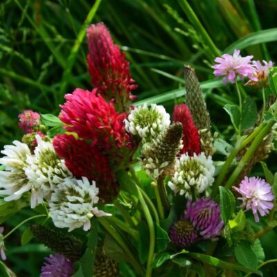 Mieszanka „Zajęcza Apteka” ® miniaturka 2