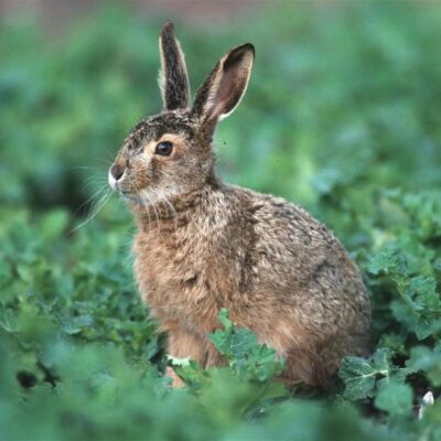 Mieszanka żerowa na jesień i zimę ® miniaturka 2